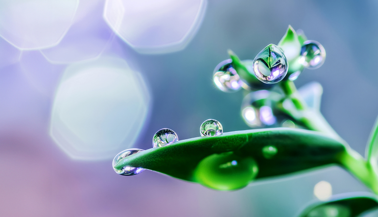 Leaf with water drops